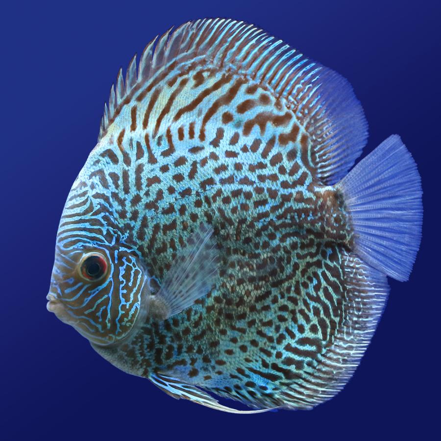 チャーム（charm） （熱帯魚）ブルースコーピオン・ディスカス（M