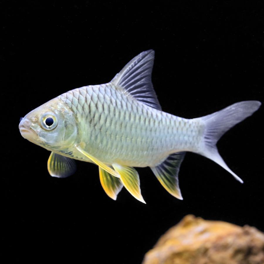 レッドフィンバルブ　イエローフィンバルブ　3匹 チャーム（charm） （熱帯魚）イエローフィン バルブ（1匹） 北海道