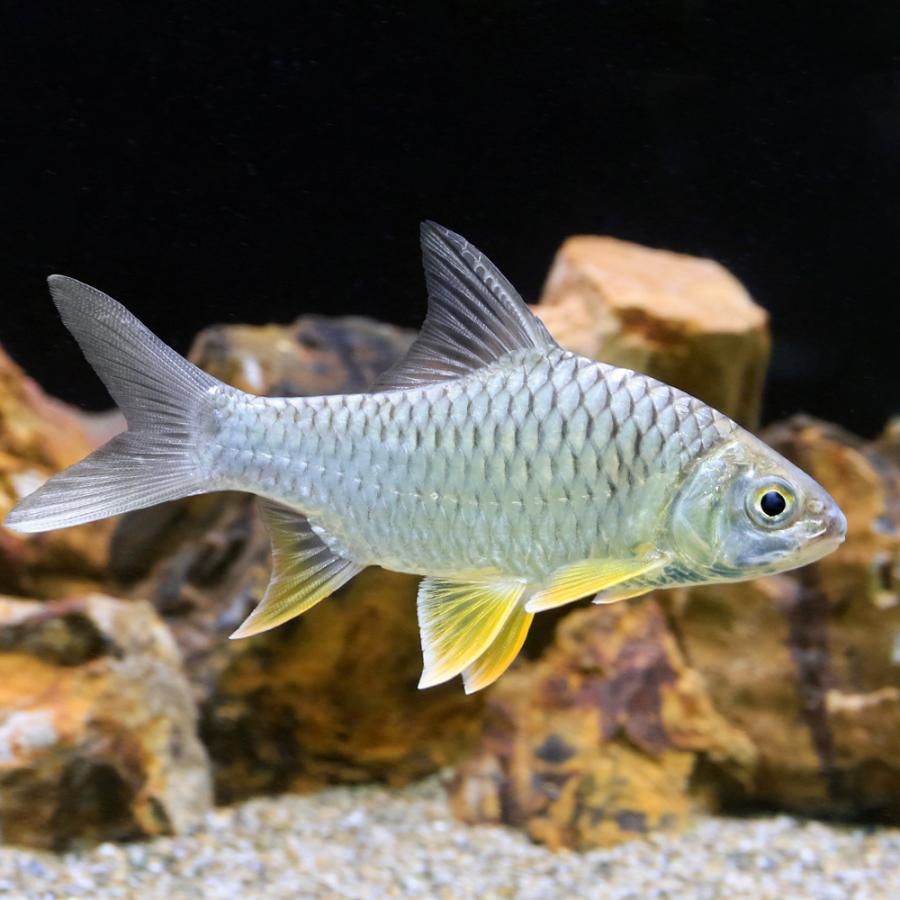 レッドフィンバルブ　イエローフィンバルブ　3匹 チャーム（charm） （熱帯魚）イエローフィン バルブ（1匹） 北海道