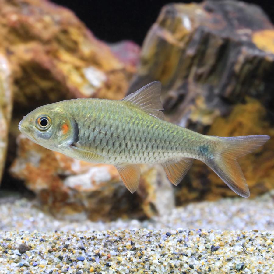 チャーム（charm） （熱帯魚）レッドチーク バルブ（1匹） 北海道 