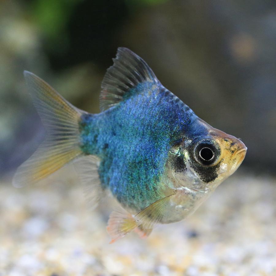 熱帯魚）バルーン・グリーンスマトラ（3匹） 北海道・九州航空便要