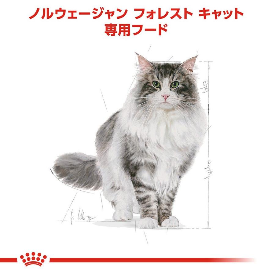 ロイヤルカナン（ROYAL CANIN） 猫 ノルウェージャン フォレスト