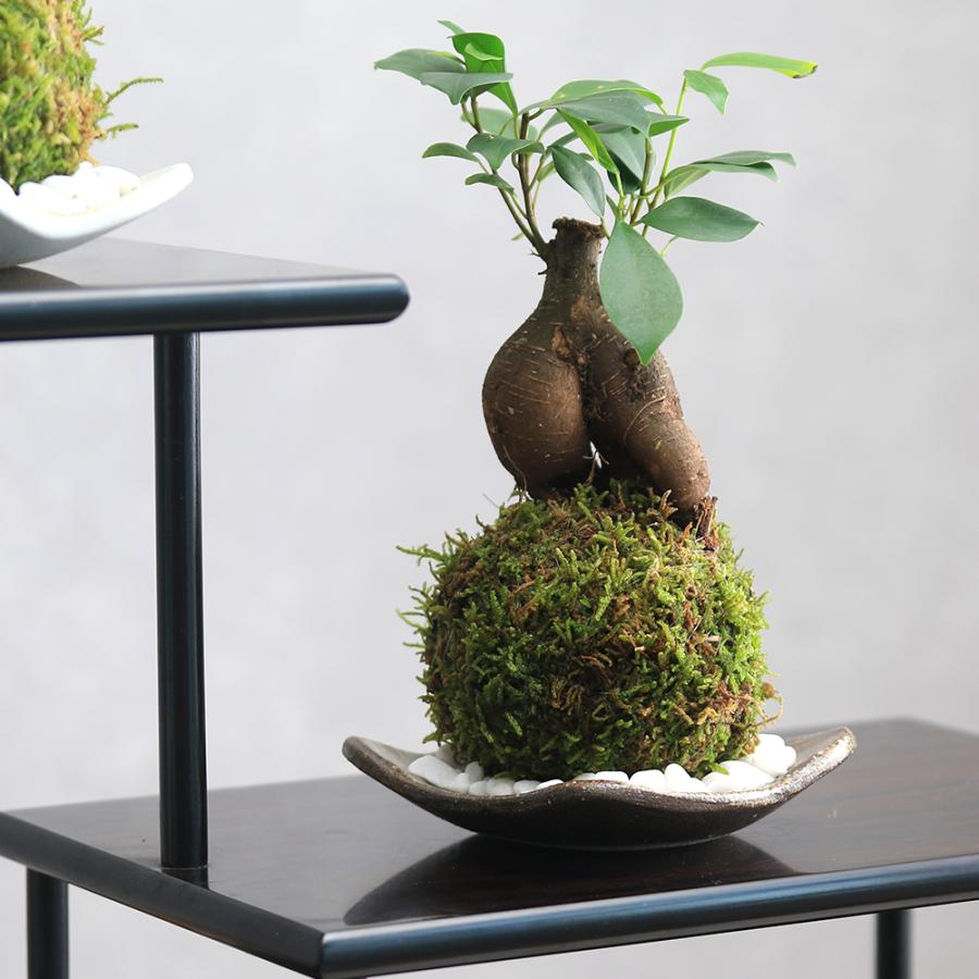 観葉植物）苔玉皿付き！苔玉 ガジュマル（1個） 益子焼 刷毛目 精霊が