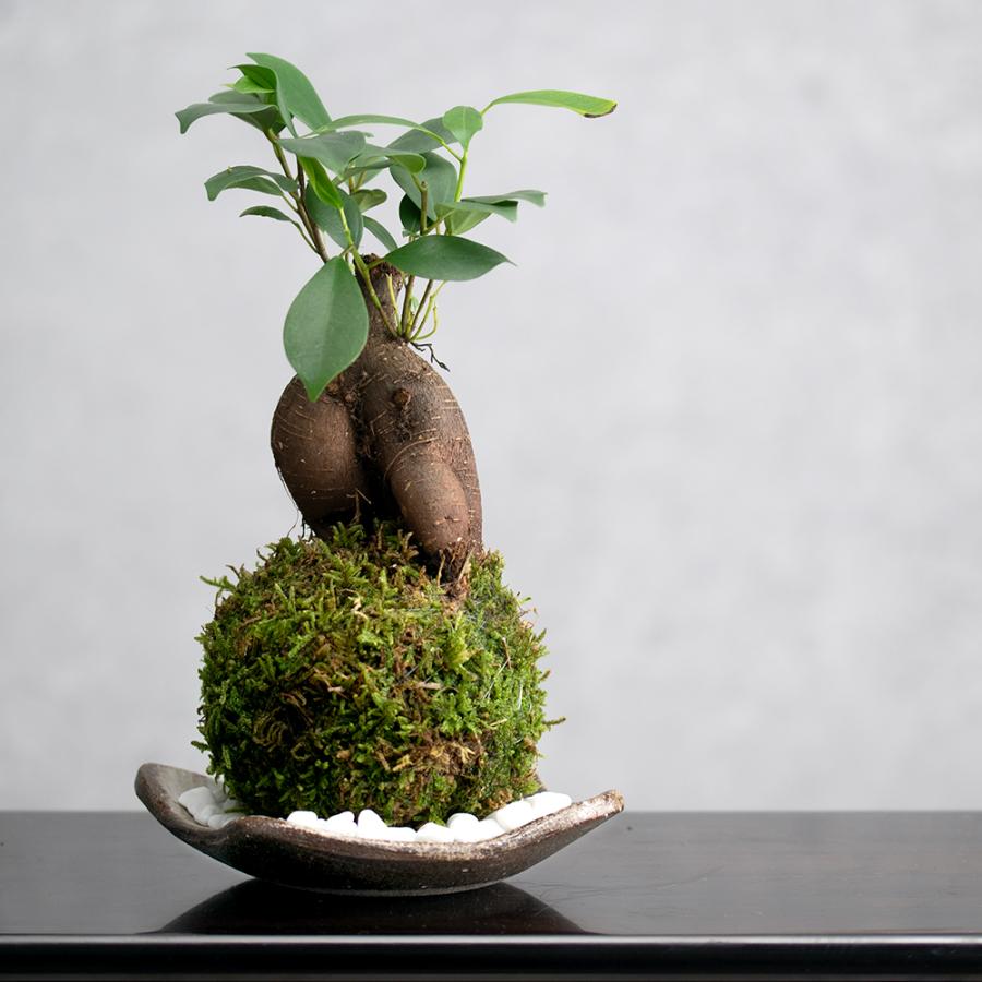 観葉植物）苔玉皿付き！苔玉 ガジュマル（1個） 益子焼 刷毛目 精霊が