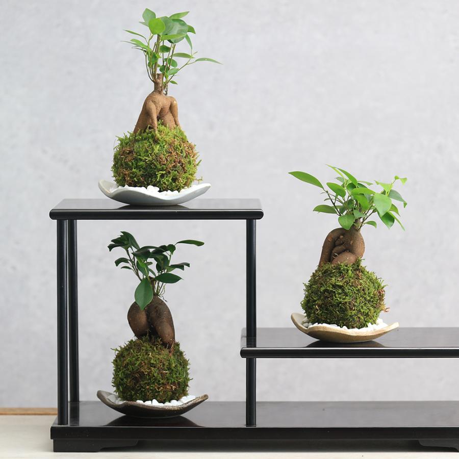 観葉植物）苔玉皿付き！苔玉 ガジュマル（1個） 益子焼 刷毛目 精霊が