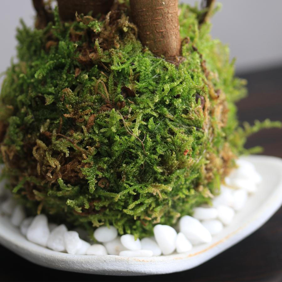 観葉植物）苔玉皿付き！苔玉 ガジュマル（1個） 益子焼 白マット 精霊