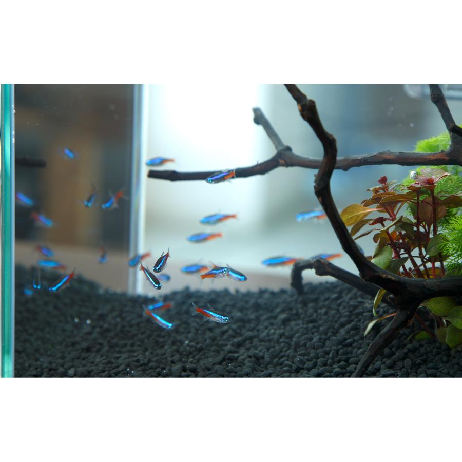 熱帯魚）（水草）飼育セット GEX ガラス水槽 グラステリア