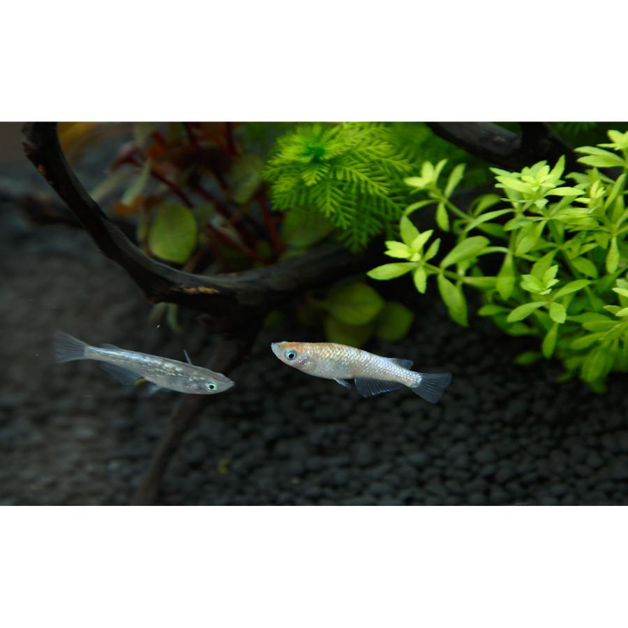 【美品　ガラス水槽セット】 GEX（ジェックス） ガラス水槽 スリムアクアセット300 外掛け