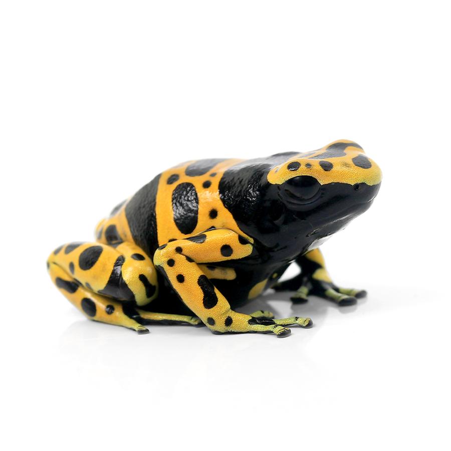 ヤドクガエルCB