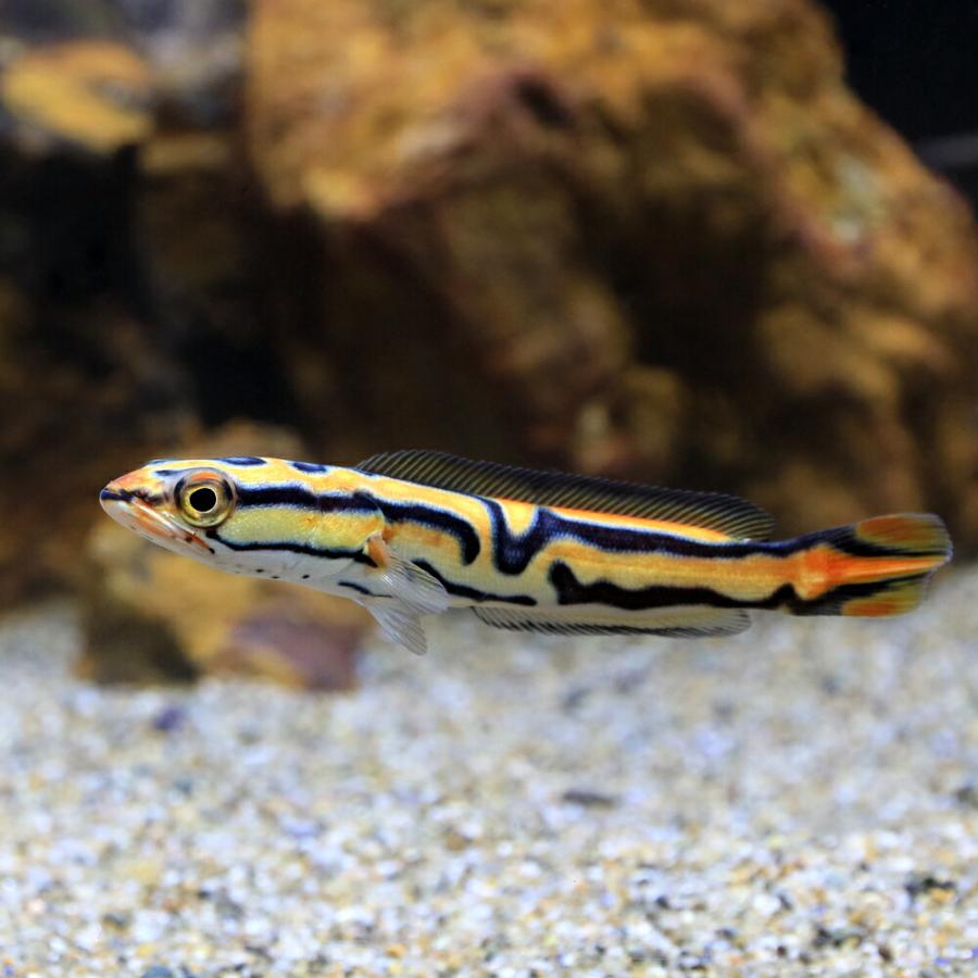 入荷未定）（熱帯魚）ジャイアントゴールデン・スネークヘッド（1匹