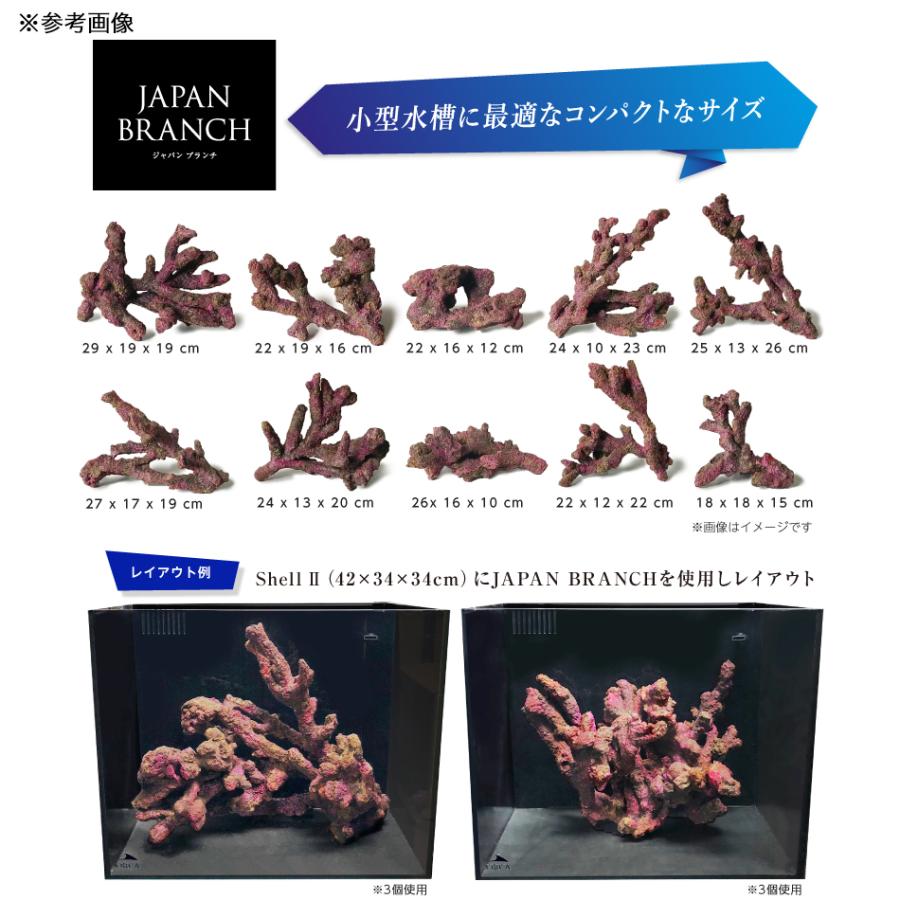 ORCA OCEAN ROCK JB♯2 22×19×16cm ライブ