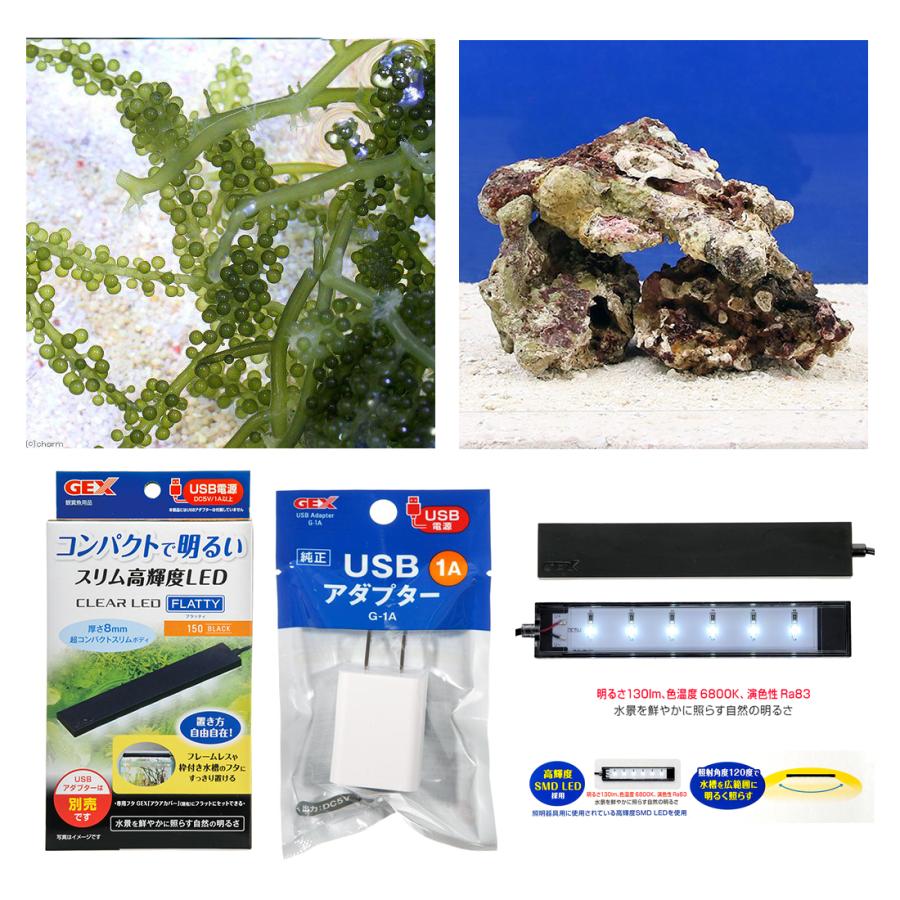 海水魚）サテライトリフジウムセット（ウミブドウ） 本州四国限定