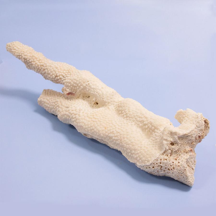 一点物　かざりサンゴ　キクメイシの仲間　３１５７４８_1