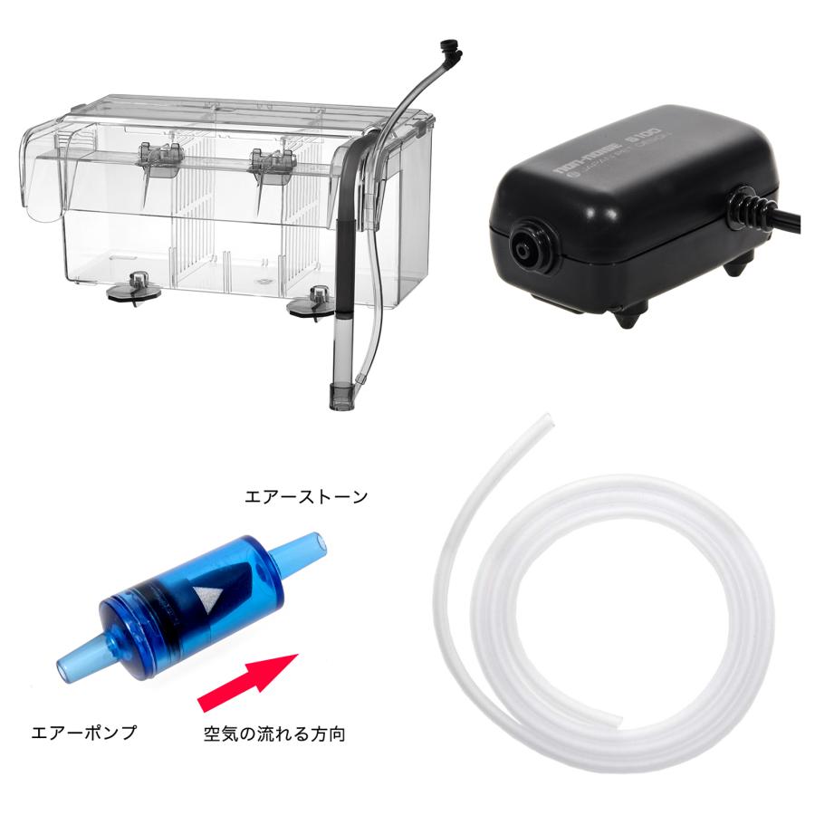 海水魚）サテライトリフジウムセット（ホソジュズモ） 本州四国限定