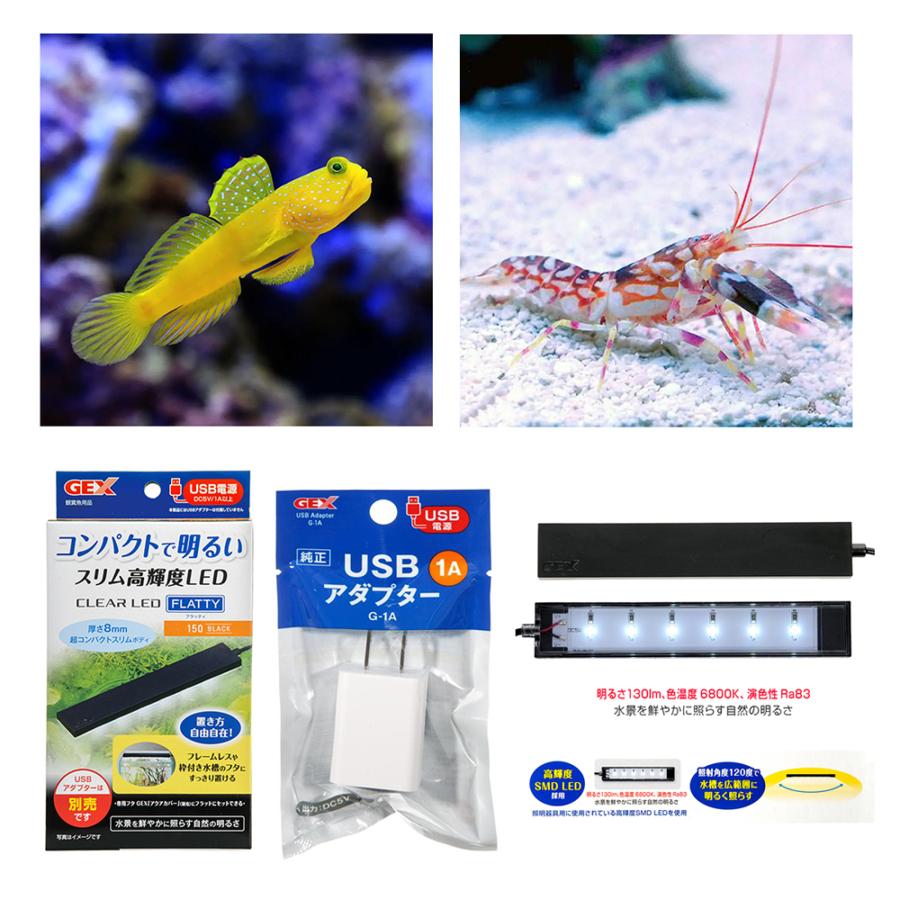 海水魚）海水生体のサテライト飼育セット 本州四国限定 北海道