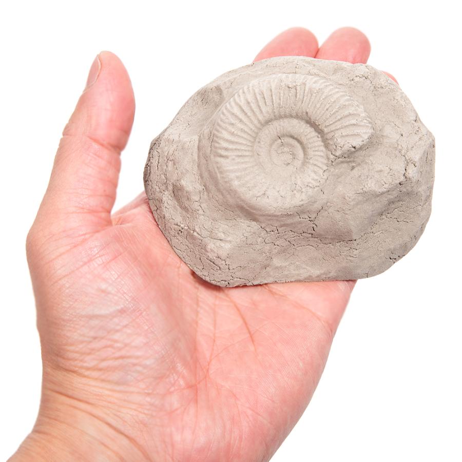 アンモナイト化石 手のひらサイズ アンモナイト化石 17.0cm、3.4kg