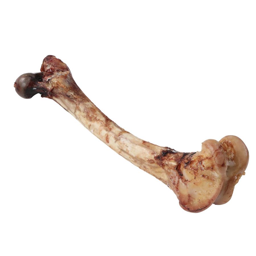 レア！ キリン ★ 大腿骨（femur leg bone） 犬 おやつ ナチュラルグレイス エゾシカ 大腿骨 1本 : チャーム charm