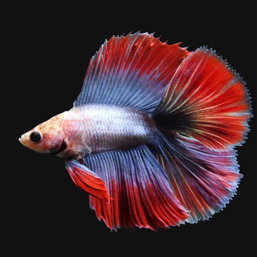 熱帯魚）ベタ飼育セット ガラス水槽 ダブルテール お一人様5点限り