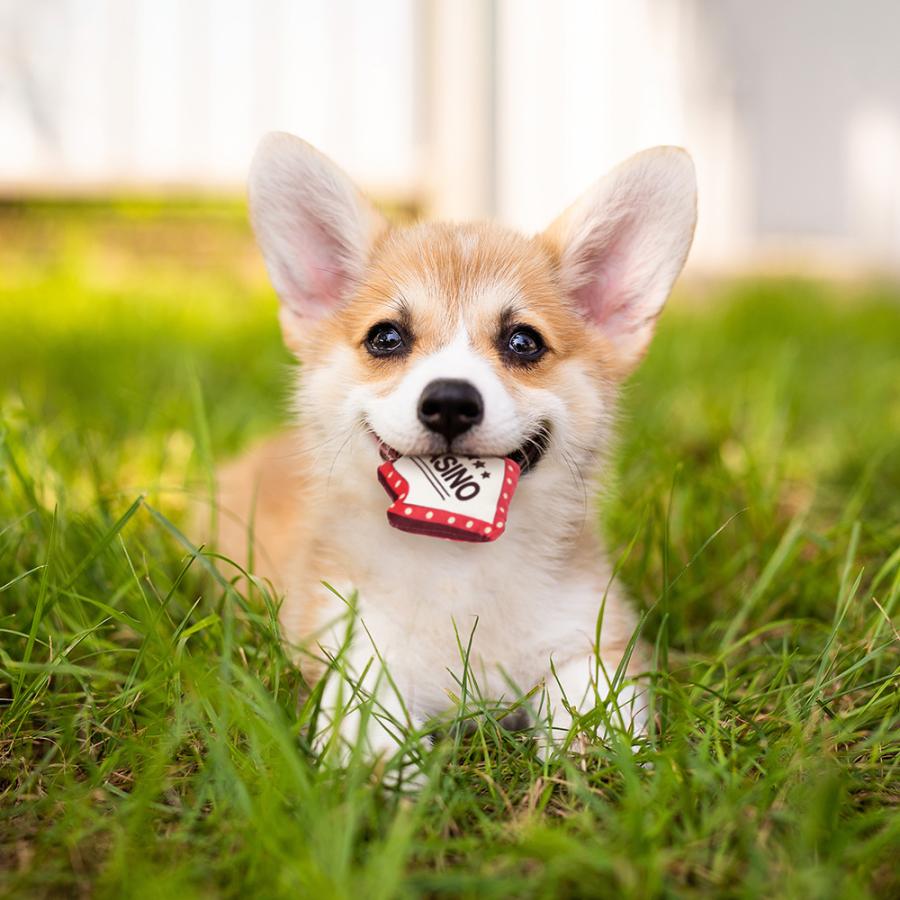 犬　おもちゃ　ループスモル　カジノ　ウェルカム |  | 04