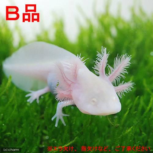 両生類）（B品）ウーパールーパー アルビノ Lサイズ CB個体（1匹