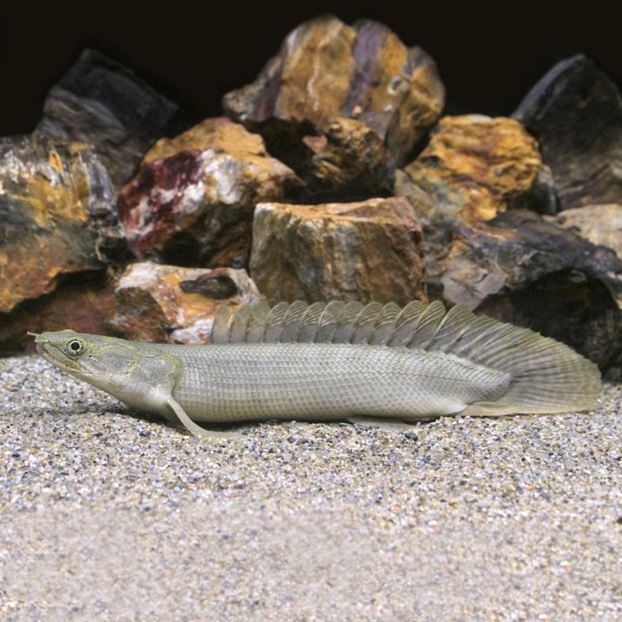 熱帯魚）一点物 ポリプテルス ビキール ラプラディ ショートボディ 約