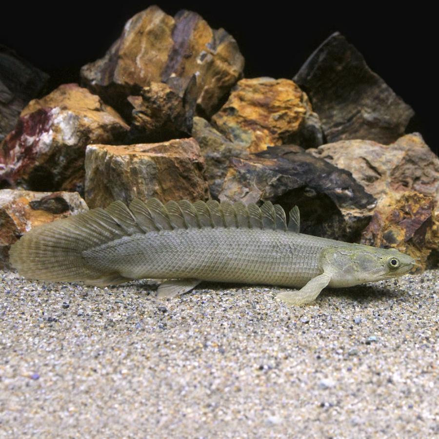 熱帯魚）一点物 ポリプテルス ビキール ラプラディ ショートボディ 約