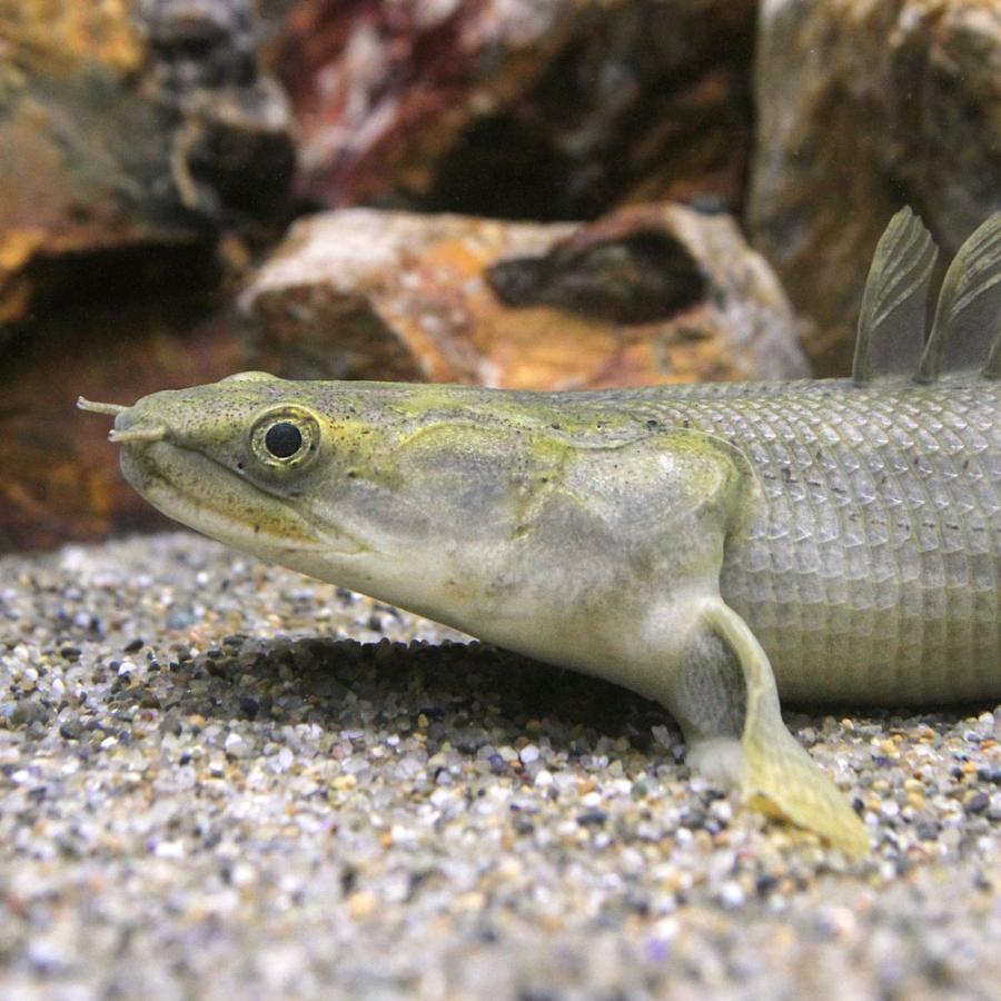 熱帯魚）一点物 ポリプテルス ビキール ラプラディ ショートボディ 約