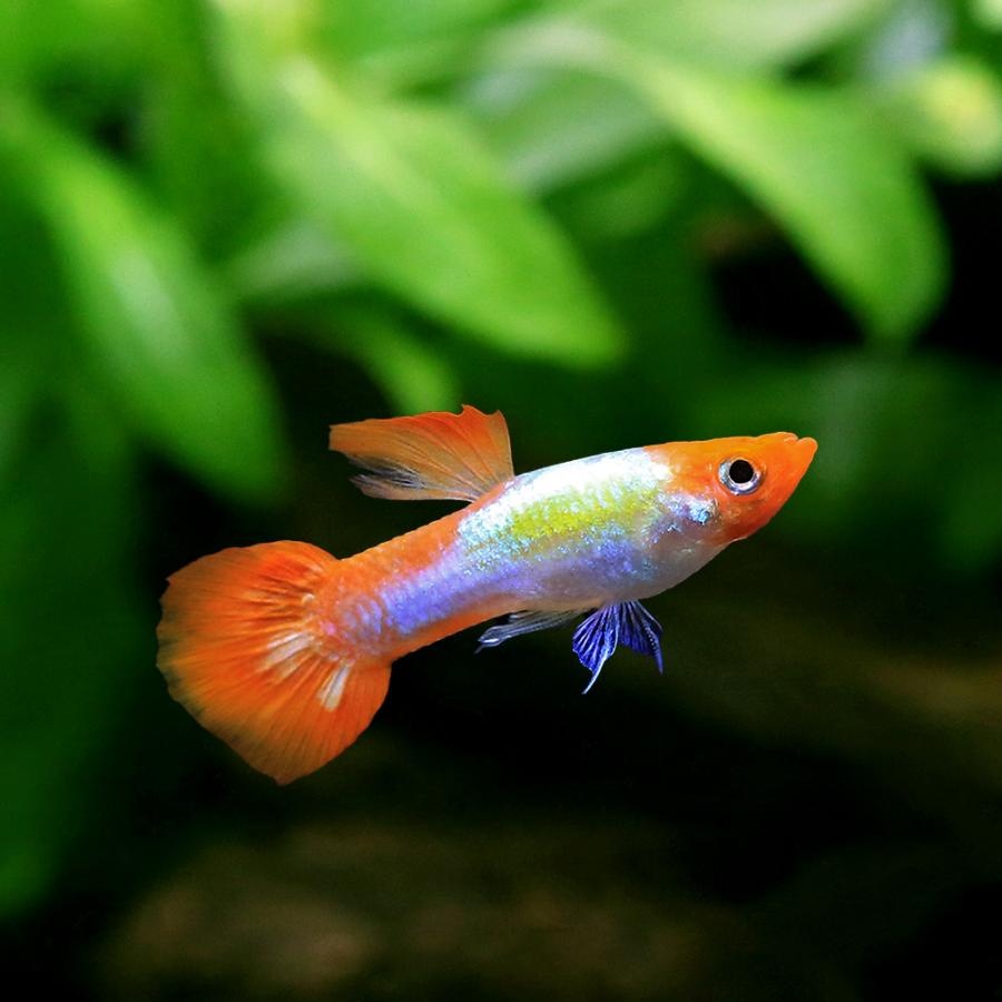 入荷未定）（熱帯魚）プラチナレッドテール丹頂・グッピー オス（外