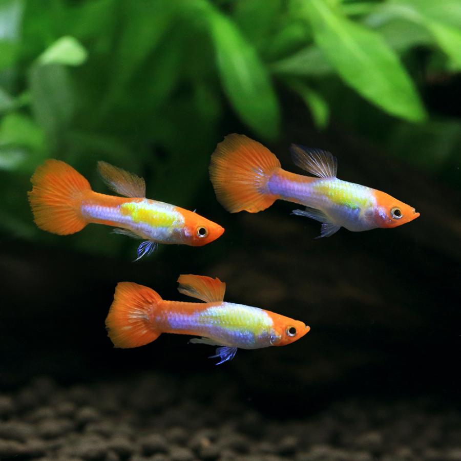 入荷未定）（熱帯魚）プラチナレッドテール丹頂・グッピー オス（外