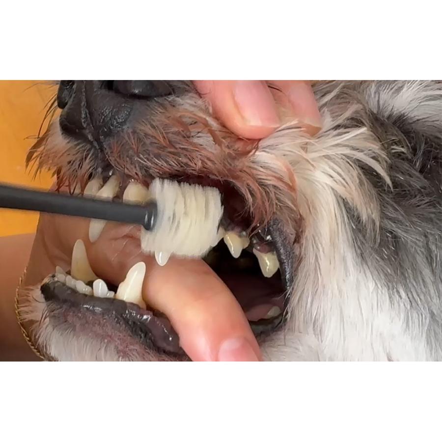 ＫＰＳ　ハノケア　３６０度歯ブラシ　歯垢泥棒　Ｌ　中型犬〜超大型犬推奨　やわらかめ |  | 02