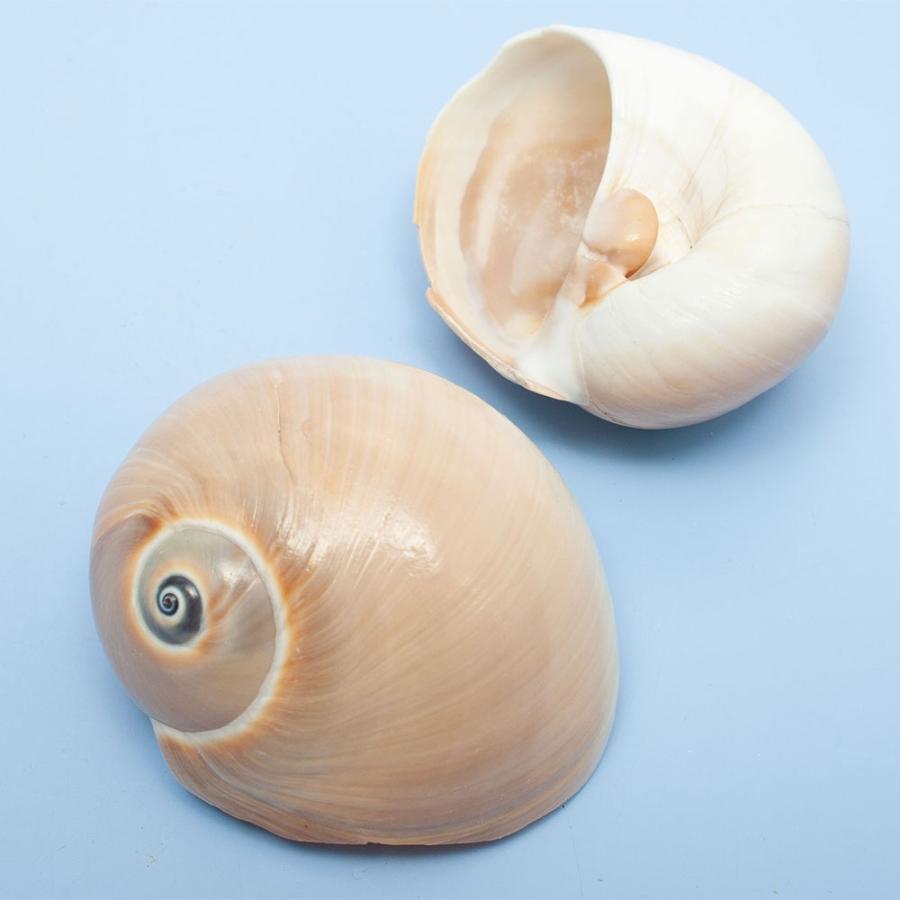 【ケーキ】クダマキガイ科・カメガイ科・ツクシガイ科全１２４個 ケーキ】クダマキガイ科・カメガイ科・ツクシガイ科全124個