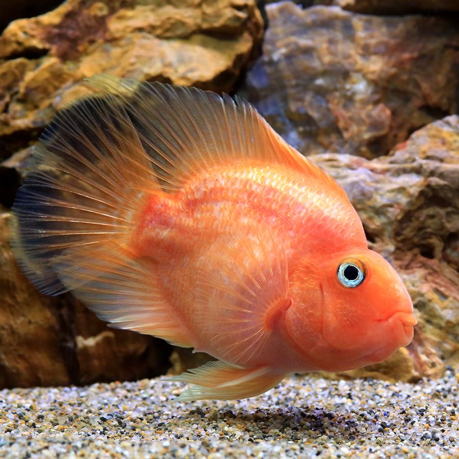入荷未定）（熱帯魚）パープルパロットファイヤー・シクリッド L 