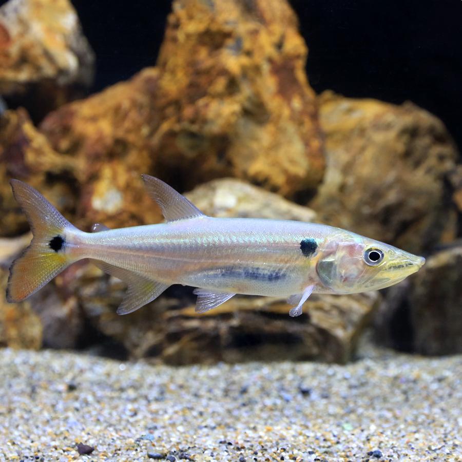 熱帯魚）レッドフィントーピードパイク・カラシン パラ（1匹） 北海道