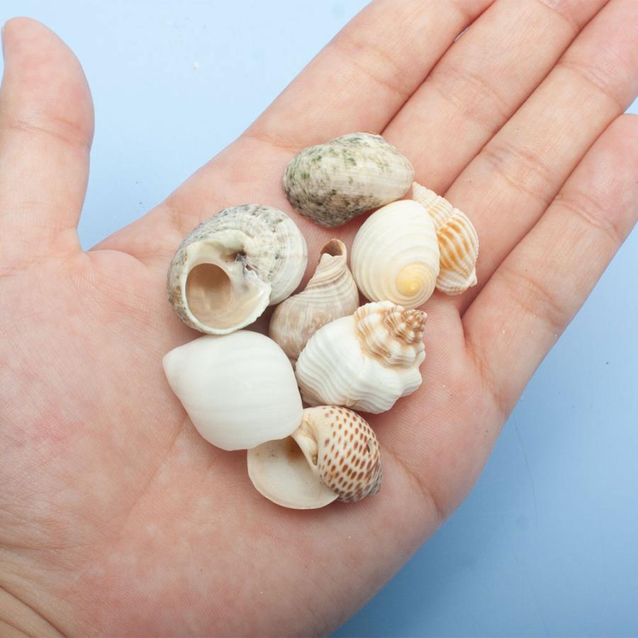貝殻 巻貝MIX Sサイズ 種類おまかせ（殻口〜15mm）（10個