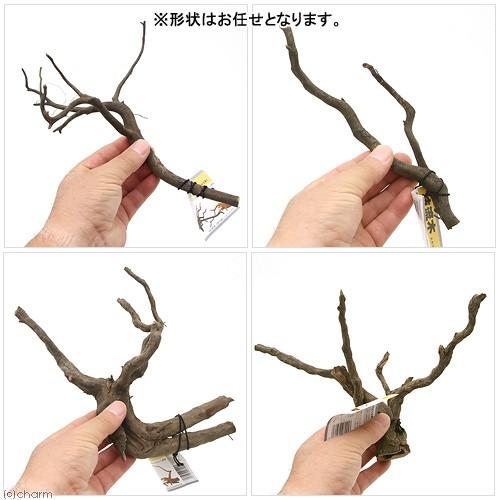 カミハタ 枝流木 形状お任せ お一人様５点限り チャーム Charm Paypayモール店 通販 Paypayモール