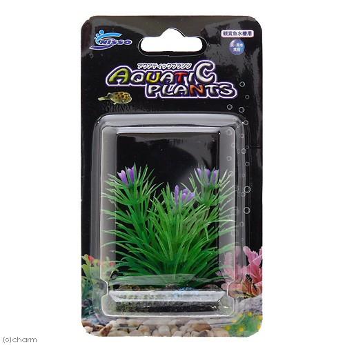 ニッソー 人気の アクアティックプランツ ｓｓ ５185円