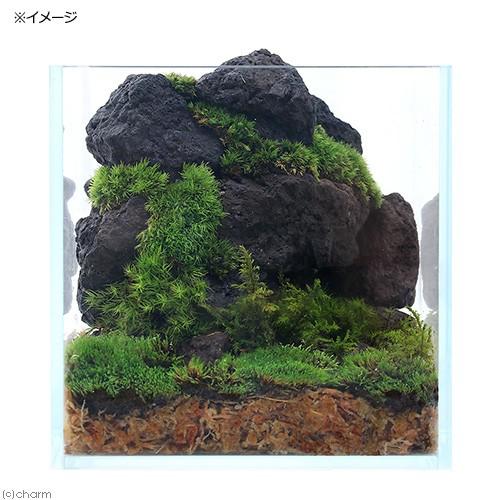アクロ ガラス水槽 アクロ15キューブ スーパークリア 15×15