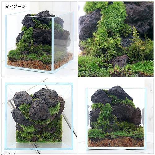 アクロ ガラス水槽 アクロ15キューブ スーパークリア 15×15