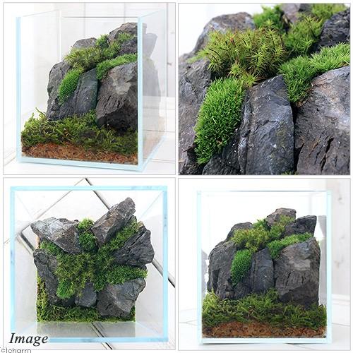 アクロ ガラス水槽 アクロ15ハイ スーパークリア 15×15×17cm