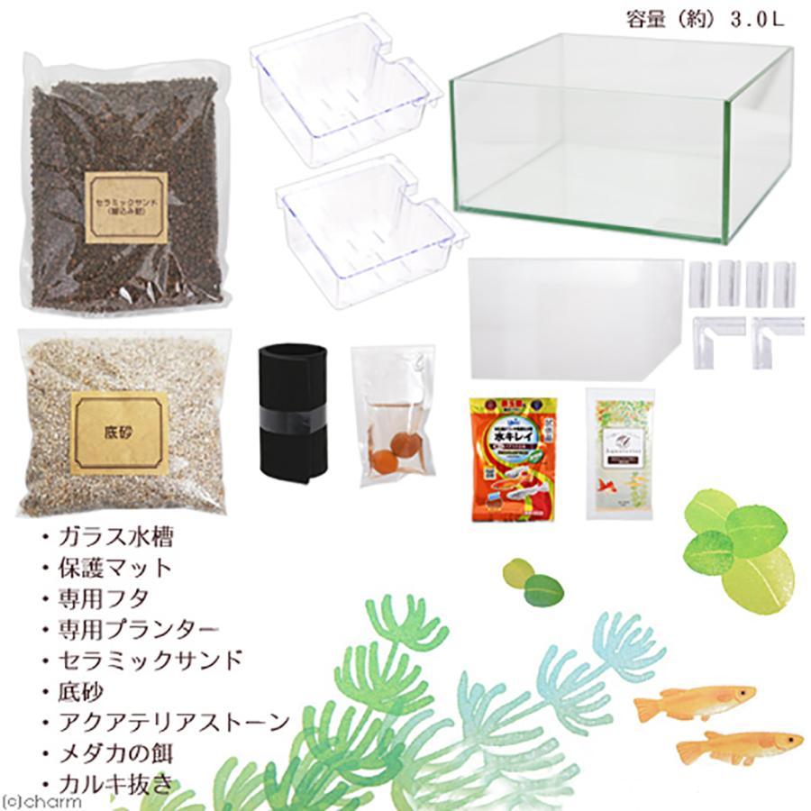 チャーム（charm） （めだか）（水草）私のアクアリウム アクアテリア