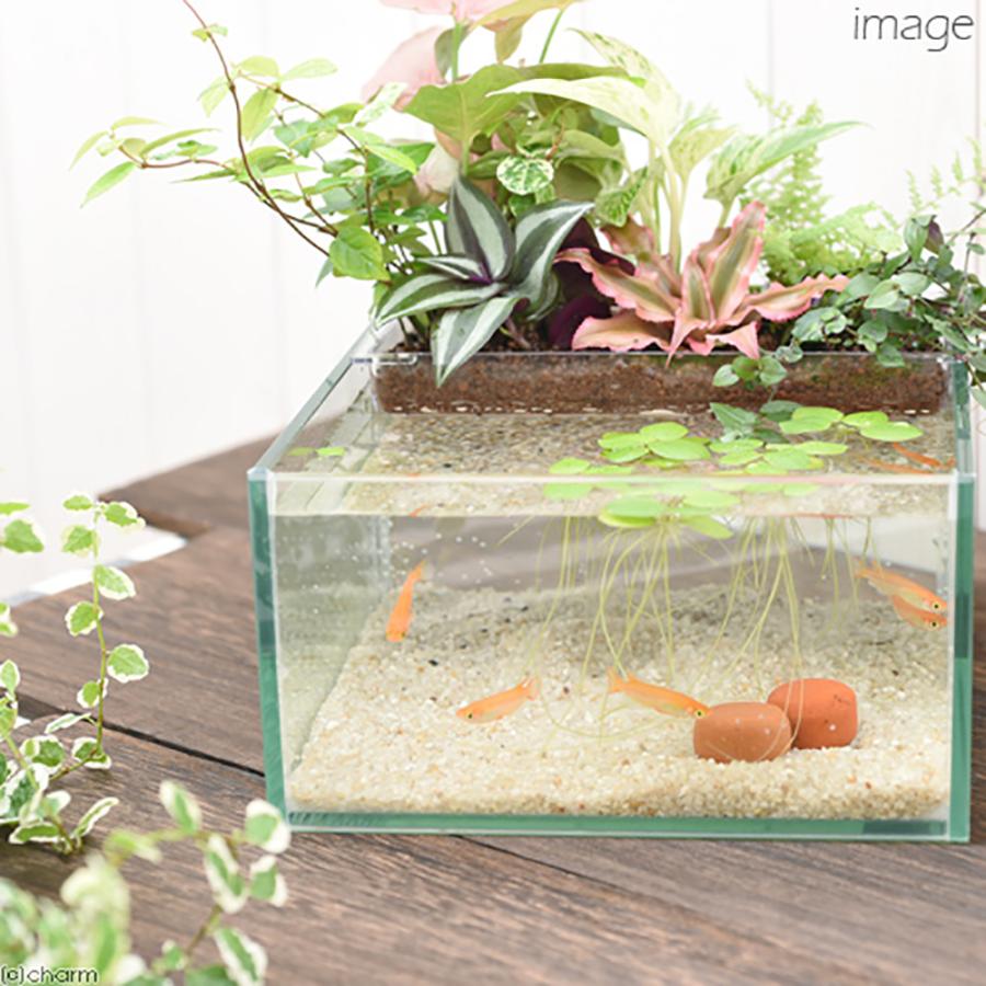 アクアリウムフルセット　個体も全て差し上げます。 チャーム（charm） （めだか）（水草）私のアクアリウム アクアテリア