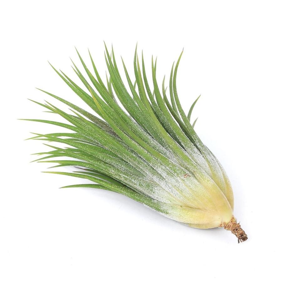 チャーム（charm） （観葉植物）エアープランツ チランジア イオナンタ