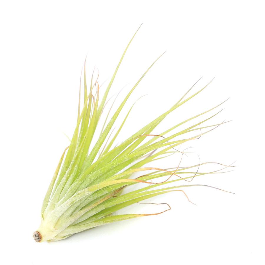 観葉植物 エアープランツ ティランジア コットンキャンディ インベルタ １株 チャーム Charm Paypayモール店 通販 Paypayモール