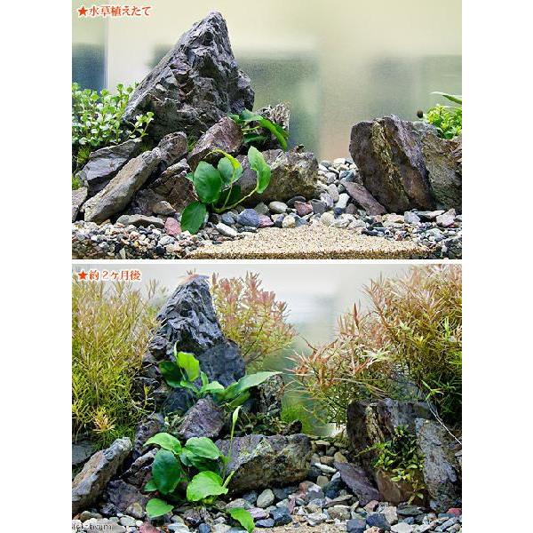 チャーム（charm） （水草）いのちの源流 水草セット 説明書付き 本州