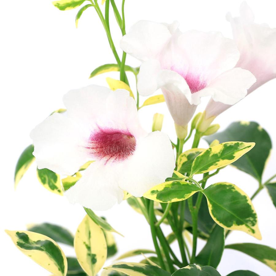 観葉植物 パンドレア 斑入り ナンテンソケイ ４号 １鉢 チャーム Charm ヤフー店 通販 Yahoo ショッピング