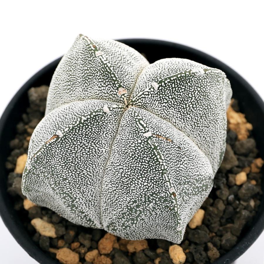 観葉植物 一点物 サボテン アストロフィツム 恩塚ランポー玉 ３号 １鉢 ３４５０５８ 北海道冬季発送不可 チャーム Charm ヤフー店 通販 Yahoo ショッピング