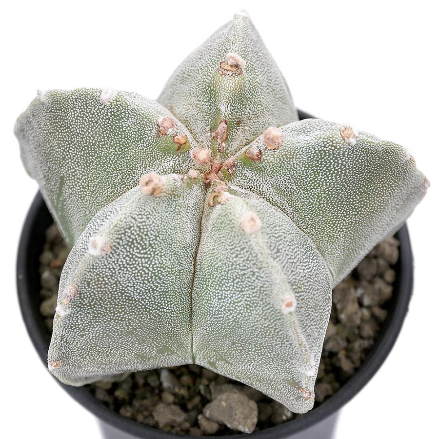 観葉植物 一点物 サボテン アストロフィツム ランポー玉 鸞鳳玉 ３ ５号 １鉢 ３４５０７２ 北海道冬季発送不可 チャーム Charm ヤフー店 通販 Yahoo ショッピング