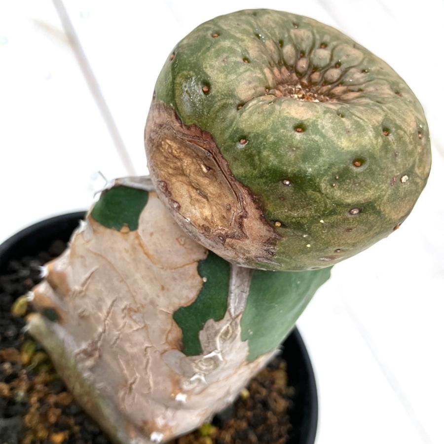 チャーム(ペット) (多肉植物)訳あり品 一点物 チャーム(ペット) (多肉植物)訳あり品 一点物
