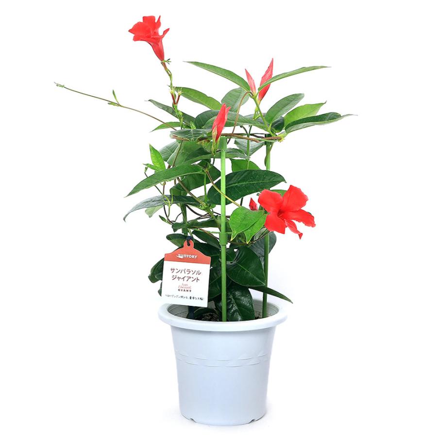 観葉植物 サントリー サンパラソル ジャイアント エンペラーズ ６号 １鉢 北海道冬季発送不可 チャーム Charm ヤフー店 通販 Yahoo ショッピング