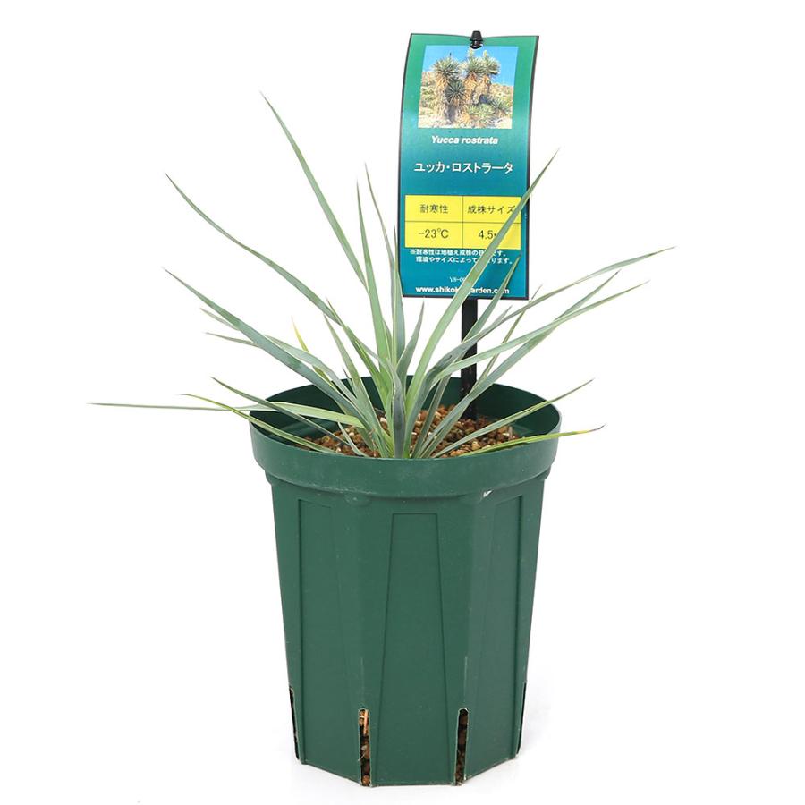 ユッカ ロストラータ【18-252】ミニサイズ シルバーブルー